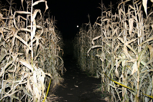 corn maze