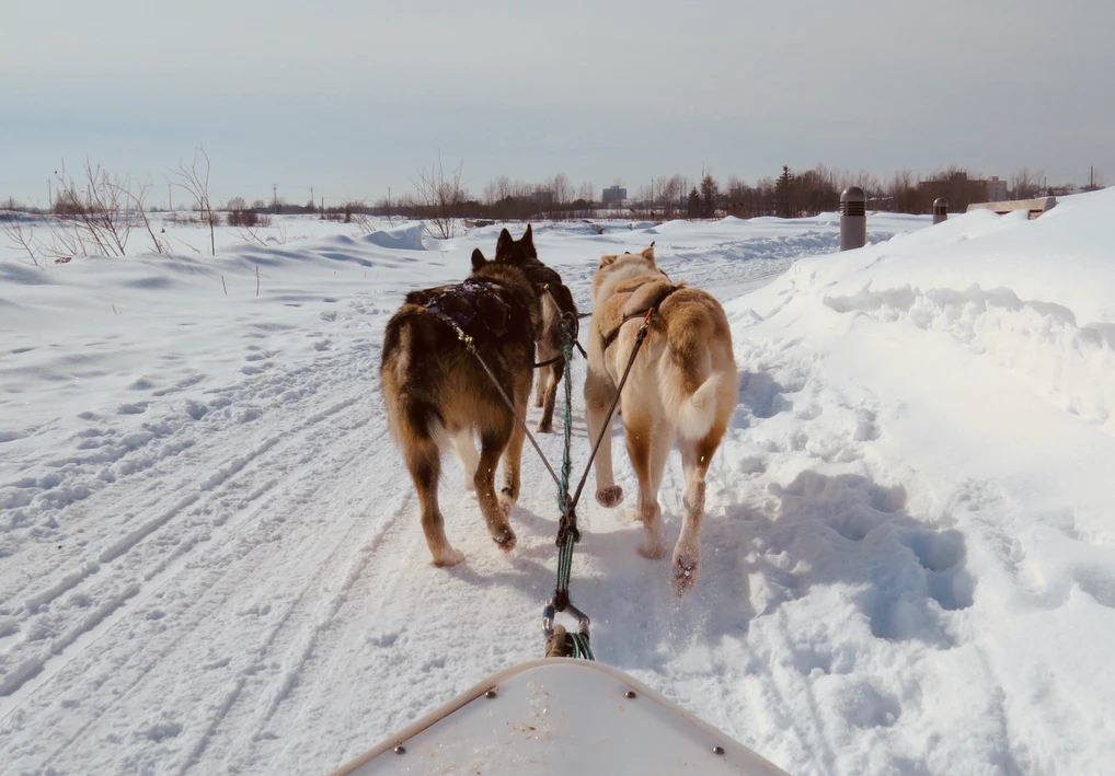 dog-sled