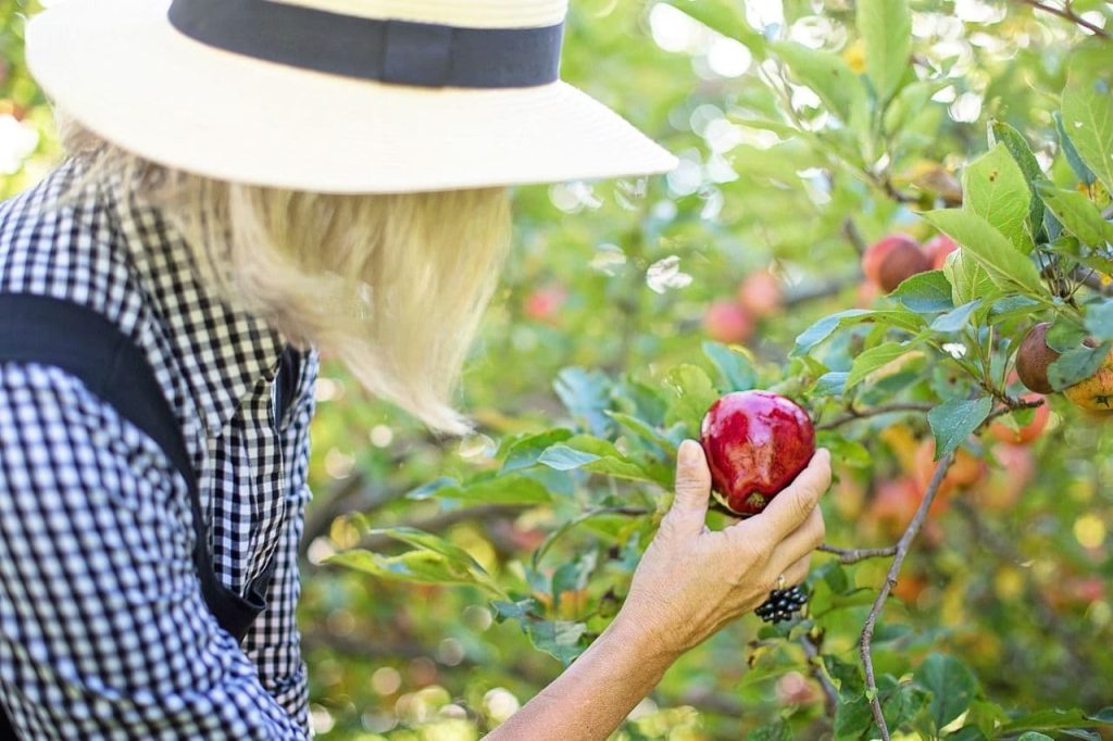 fruits-pick