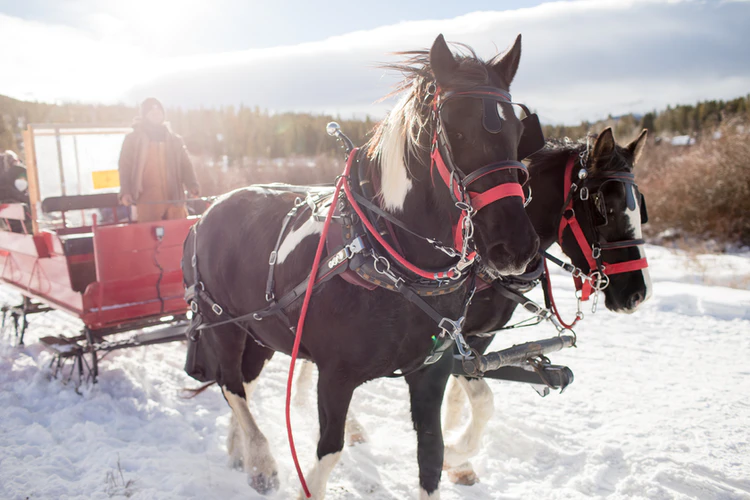 horse-drawn-sleigh-ride